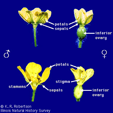 Types of imperfect 2025 flowers